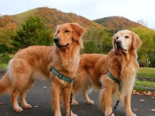 今日も紅葉コラボ撮影で🍂📸