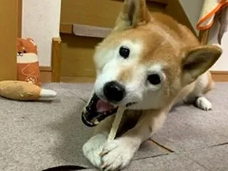 歯磨き気分も美味しくね