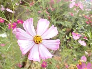 たくさんの秋桜
