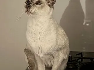 目、クリクリ