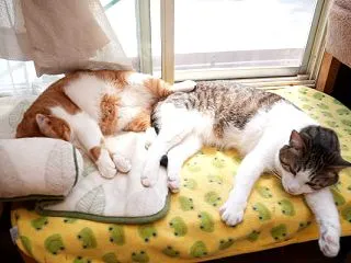 まどべのぽんとさばたろう