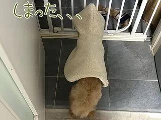 不思議なわんこ『なま』