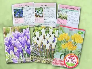 秋植え球根の植え付け