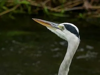 視野が広いアオサギ
