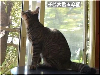 チビ太君☆トライアル無しで卒園