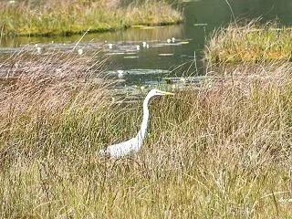 ヒツジグサの咲く池塘の周りで～ダイサギ