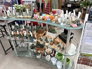 多肉植物の寄せ植え＆可愛い鉢がたくさん登…