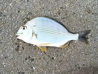 初魚種のヘダイ