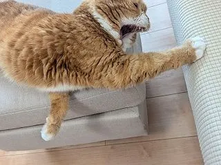 身体が軽い