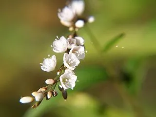 『木曽川水園の花達～』
