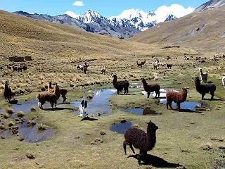 【動画】ボリビア、レアル山脈で出会ったア…