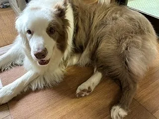 ズリズリ音がひどくなってる(;´Д｀)