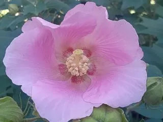 【フヨウ】小さな花が教えてくれる、神様の…