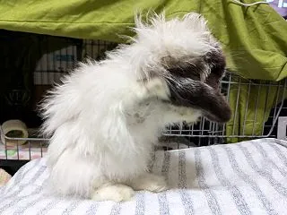 ほのるんの現在の状態