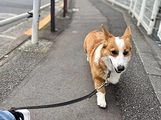 急なお泊まり
