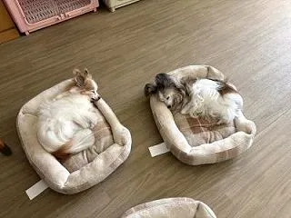 冬への準備