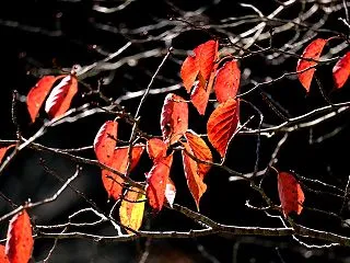 染井吉野の紅葉