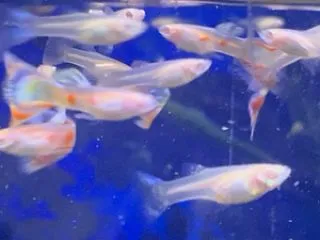 買い取りました
