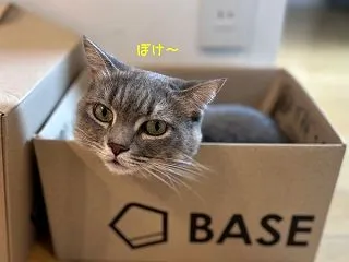 撮ったにゃ！