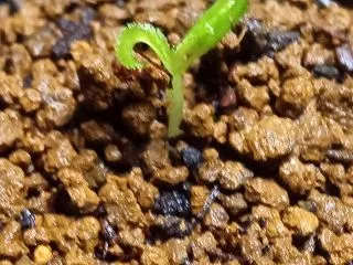 雑ガー 梅の種まき⑪のびのび