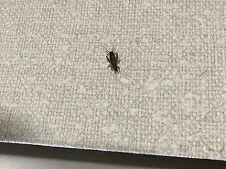 虫たちの秋。