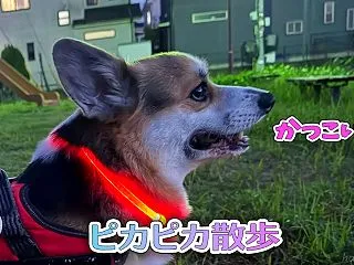 ピカピカ散歩