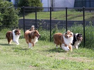 コロナとインフルワクチン同時接種で熱が出…