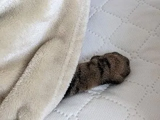 [猫]モフモフ増量中！
