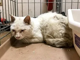 猫型珍獣、家猫記念日 20261021