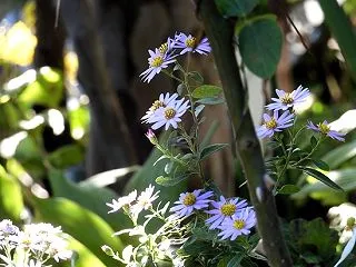 2026 秋の庭(野紺菊)
