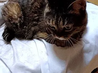 文句じゃないにゃん