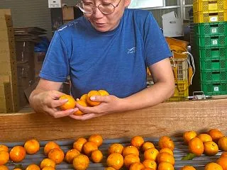 みかん出荷開始！