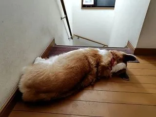 堺まつりの話・・・