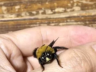 黄色いチョッキの小さなクマン君と私の幸せ…
