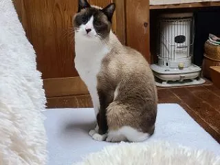 時々美しい猫になるホピ