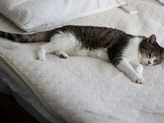 夏日