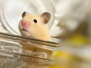 スタバで毎回言葉が通じない理由 ガーデニ…