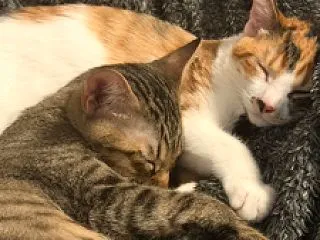 おもちちゃんわらびちゃんのママより