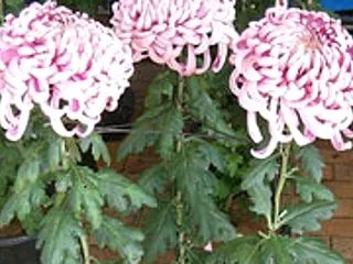 お菊さんはどうしているのか...。