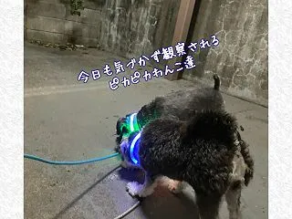 ワンコ達、今日も観察される
