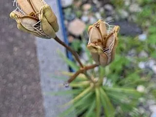 タカサゴユリその後