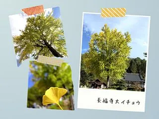 【2026池田町紅葉情報】 長福寺 大イ…