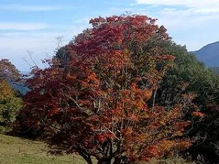 【2026池田町紅葉情報】 大峰高原 七…