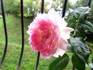 10月のバラの育て方｜秋バラを楽しむため…