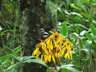 アサギマダラはいつも美しい