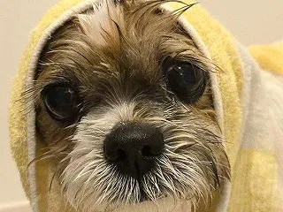 久しぶりのシャンプー、めちゃくちゃ嫌がっ…