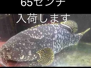 グルーパー入荷します