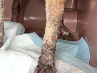 ハロ