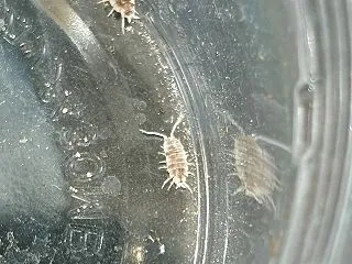 ホソワラジムシを飼育しだしました