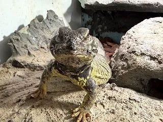 ディスパートゲオアガマ キレイ